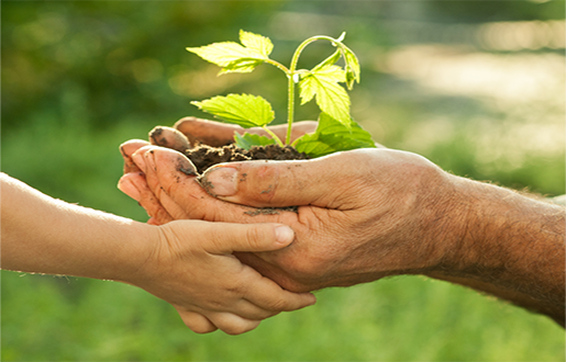 Eine ältere und eine Kinderhand halten gemeinsam eine kleine Pflanze mit Erde.